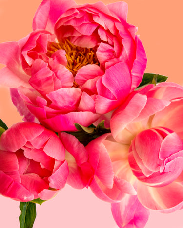 Schilderen op Nummer Bloemen PBN251